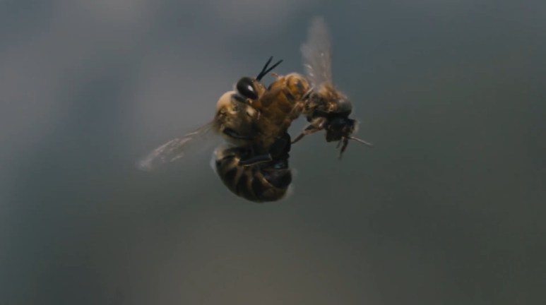 honeybee mating